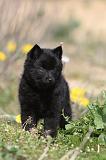 SCHIPPERKE 159